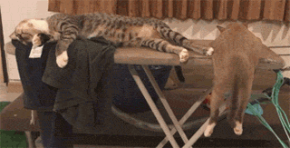 网友表示家里的两只猫睡觉的姿势都很不好，没想到这么搞笑... - 3