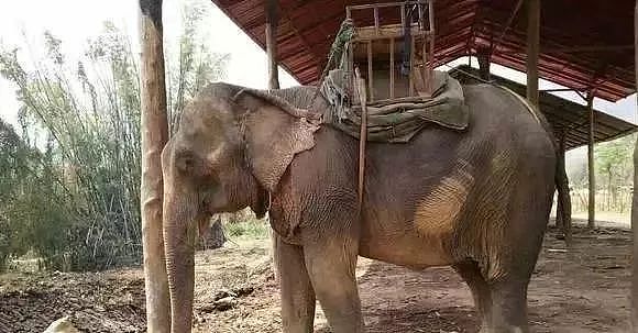 泰国全网禁播！大象旅游业背后的真相…… - 5