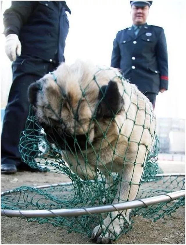 蒲江的警察蜀黍只用一招，就让养狗人“束手就擒”… - 11