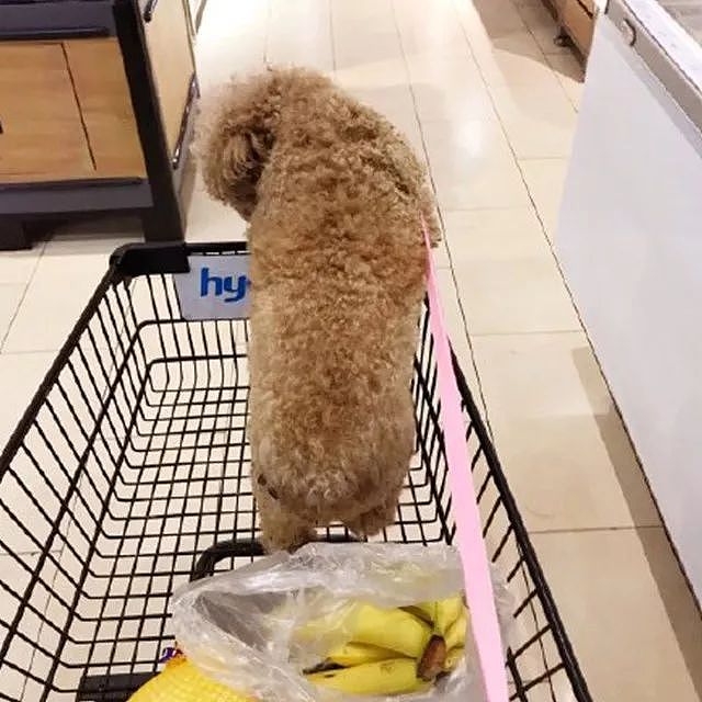 最近狗子们也爱上逛超市了，你家附近的超市允许它们进去吗？ - 12