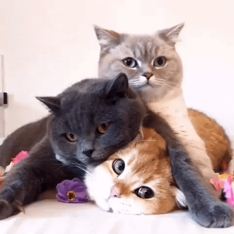 这三只猫喜欢玩叠高高，从不考虑过下面那只的感受，笑屎！ - 16