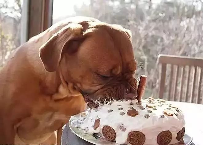 当狗狗收到生日蛋糕，脸上的表情绝了…… - 14