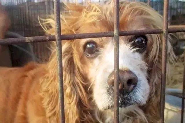 狗肉市场被关，获救狗狗却不敢走出笼子：求求你，不要吃我。 - 4
