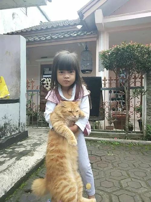 小女孩想抱橘猫去洗澡，就是这体重抱起来好像有点吃力呢！ - 2