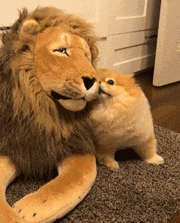 主人买了只狮子玩偶给小博美，以为它会很害怕，没想到..... - 5