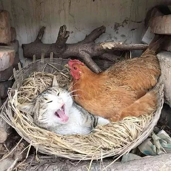 这猫霸占了母鸡的窝，还有一颗蛋，当母鸡要躺下后，它还特别凶... - 3
