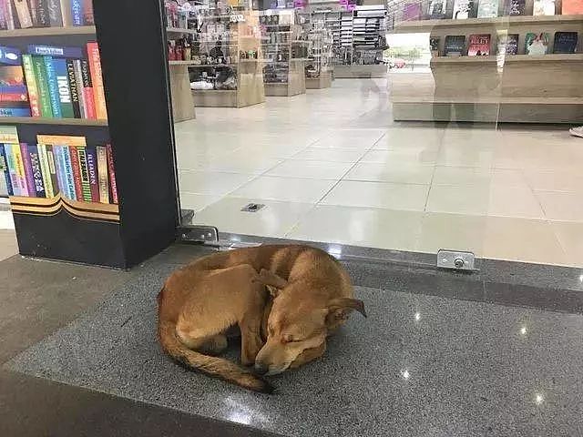 流浪狗从书店偷走一本书，看到书名后，网友都泪目了... - 1
