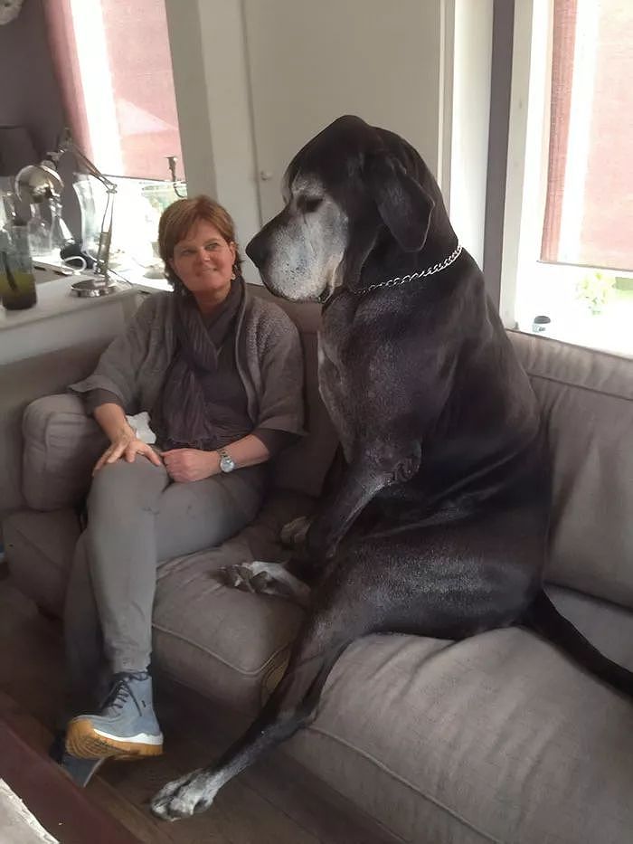 世界最大狗狗的大丹犬，到底有多大？ - 11