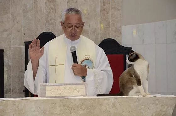 神父在主持弥撒时，一只猫闯了进来站在台上，它的举动笑屎了！ - 9