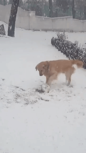 北方狗狗会滚雪球——来玩打雪仗不，输了住院的那种！ - 2