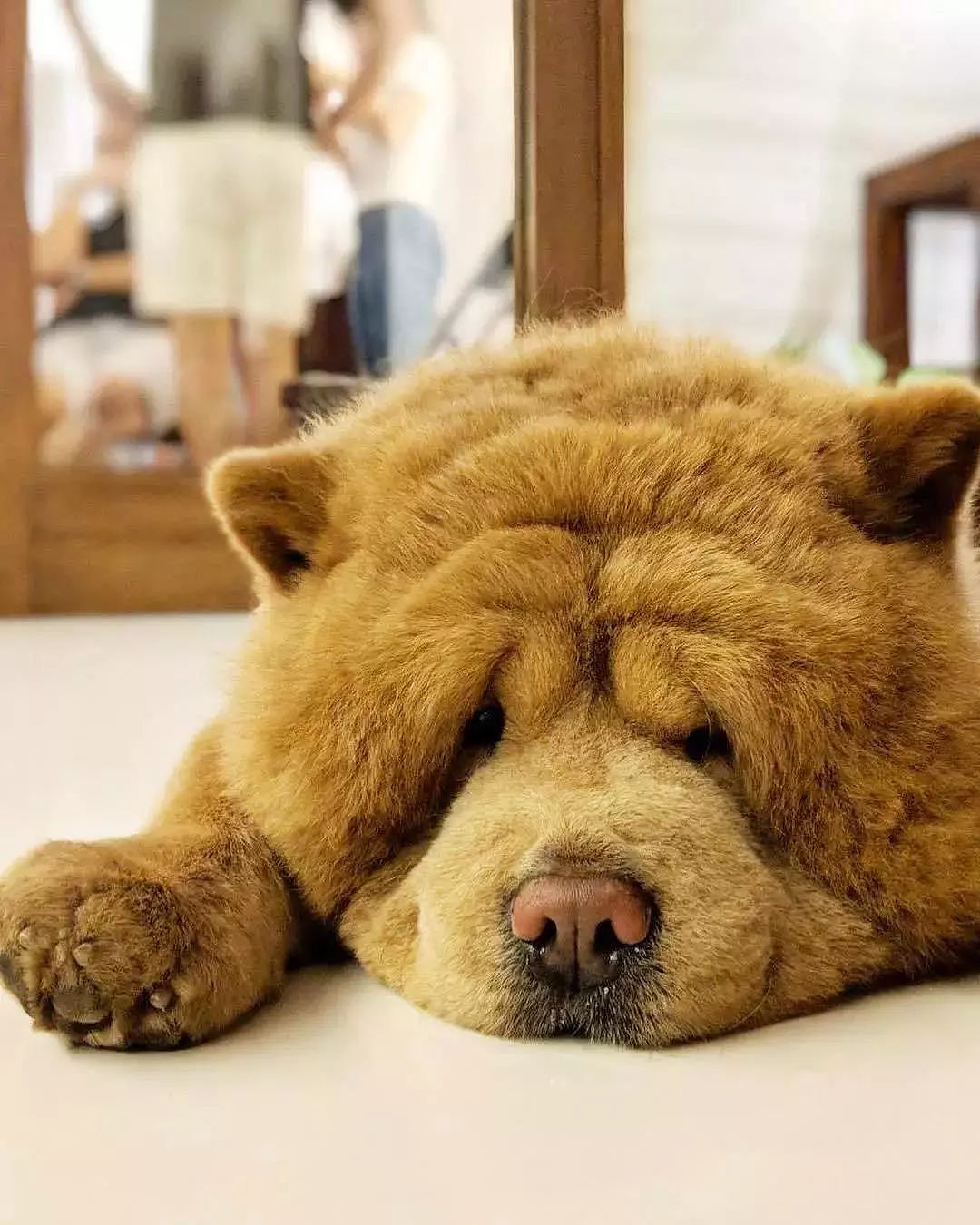 明明是一只狗，却长了一个熊样...网友：这毛绒熊哪买的？ - 5
