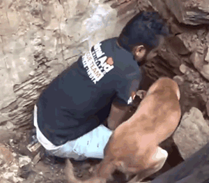印度水灾后，人们在废墟中发现一只疯狂刨土的狗…… - 7