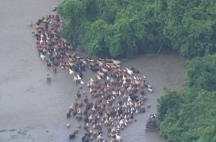牧场被淹上百头牛被困，而拯救它们的，是四只狗狗... - 1