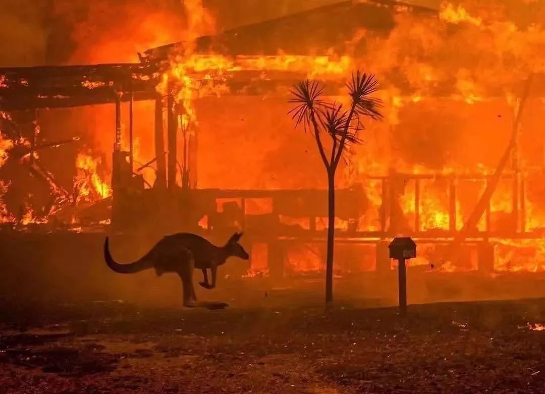 澳洲大火中，这只狗成了全网称赞的英雄 - 1