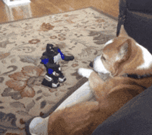 狗砸第一次见到电动玩具，各种反应笑屎人了！ - 5