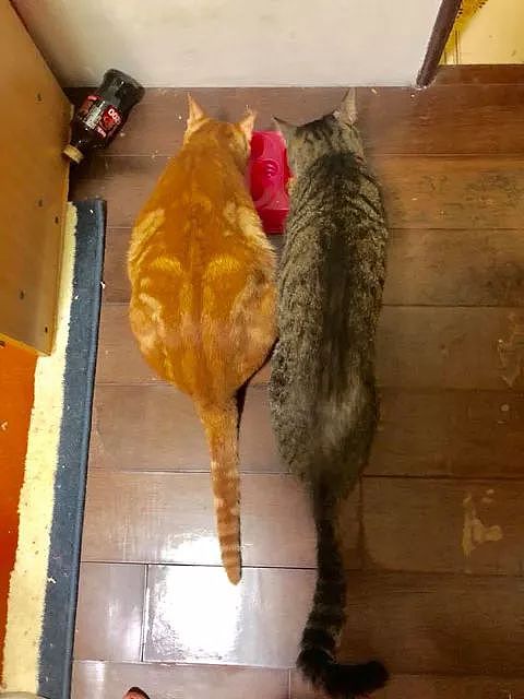 主人一年前养了只小橘和家里的原住猫作伴，没想到一年后... - 3