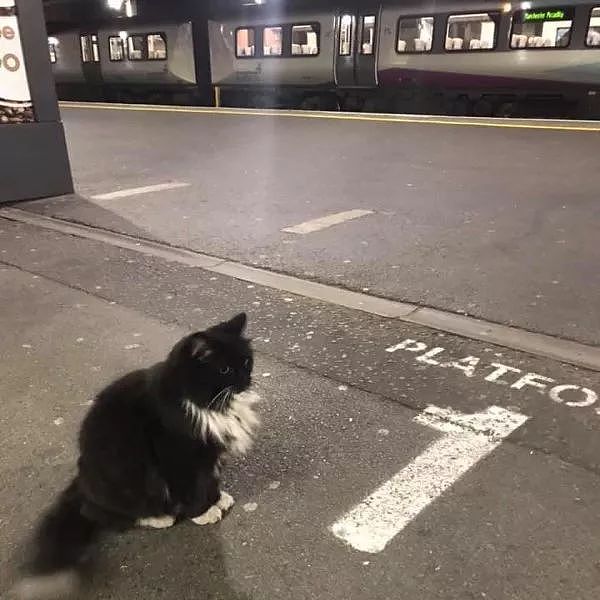 帮忙募捐了十万英镑！火车站这只猫员工好厉害，还能帮卖票！ - 3