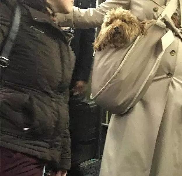 有狗狗同行的地铁、列车和飞机，你愿意坐吗？ - 8