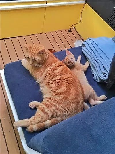 出生不久的小浪猫，遇到水手大哥后，不仅学会海上生存技能，还... - 7