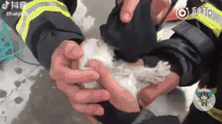 正能量！宠物店起火，消防员们为20多只猫狗做心肺复苏！ - 8