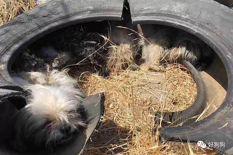 三只小狗被遗弃在路边的旧轮胎里，幸运的是它们被好心人发现了 - 2