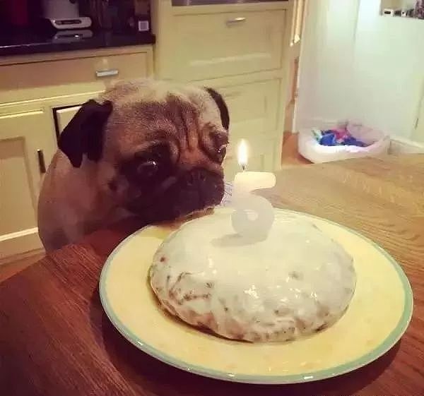当狗狗收到生日蛋糕，脸上的表情绝了…… - 13