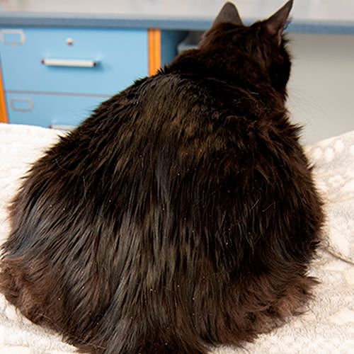 英国举办的宠物减肥大赛，其他毛孩子都瘦了，却唯独橘猫瘦不了！ - 13
