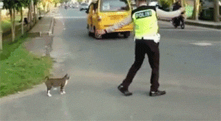 这位交警遇到一只猫要过马路，他的举动让人想点赞... - 3