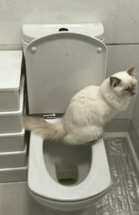 这只猫因为上厕所的那点事，被点了2万多赞！ - 11