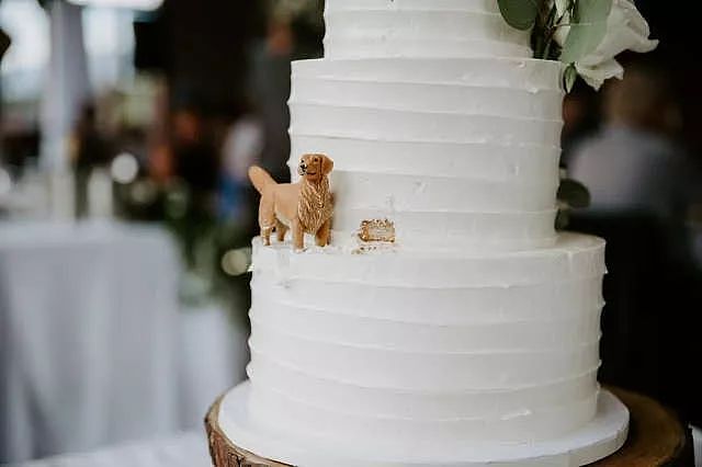 新人带着狗举办婚礼，可大家的注意力却在婚礼蛋糕上... - 6