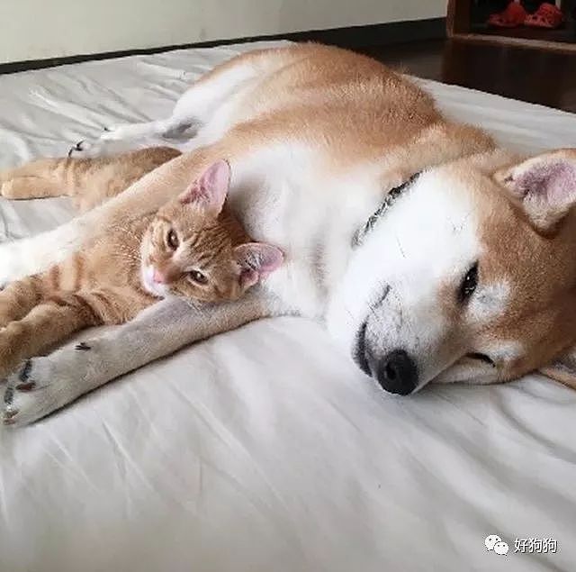 柴犬对猫咪异常宠爱，成功把小橘猫宠成了和它一样大的橘座…… - 8