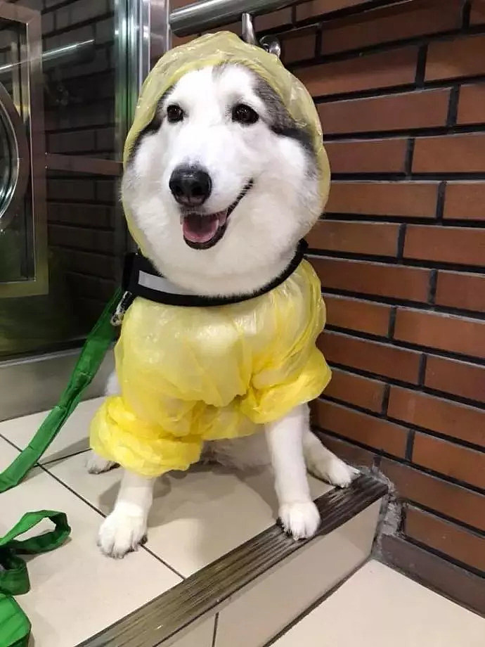 遇到一只穿着雨衣的狗子，被它美晕了... - 1