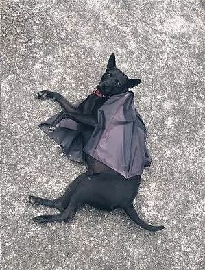 黑狗COS巨型蝙蝠，网友看呆了：快说，你跟蝙蝠侠啥关系？ - 3