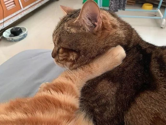 橘猫睡觉时，就这样把脚架在同伴脖子上，同伴好无奈，笑裂！ - 3