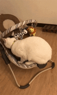 网友家的猫霸占着婴儿椅，但又一直不坐，撅着个PP，原来... - 3