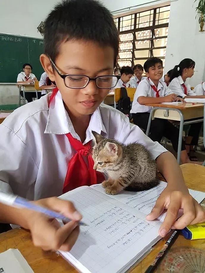 小朋友把猫带到教室一起上课，有猫陪着居然还能这么认真写作业！ - 6