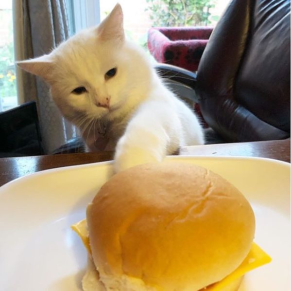 笑飞，满脸写着抗拒的猫，因一张表情包爆红：我就是不！吃！菜！ - 13