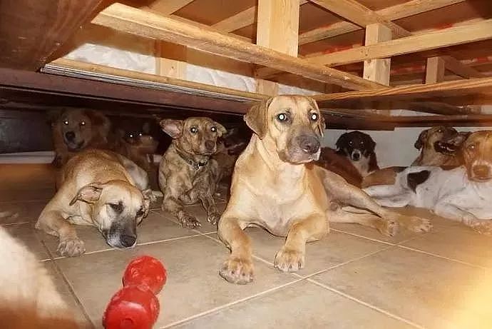 超强飓风来袭，她收养了97条流浪狗，79条和她睡在一间卧室 - 4