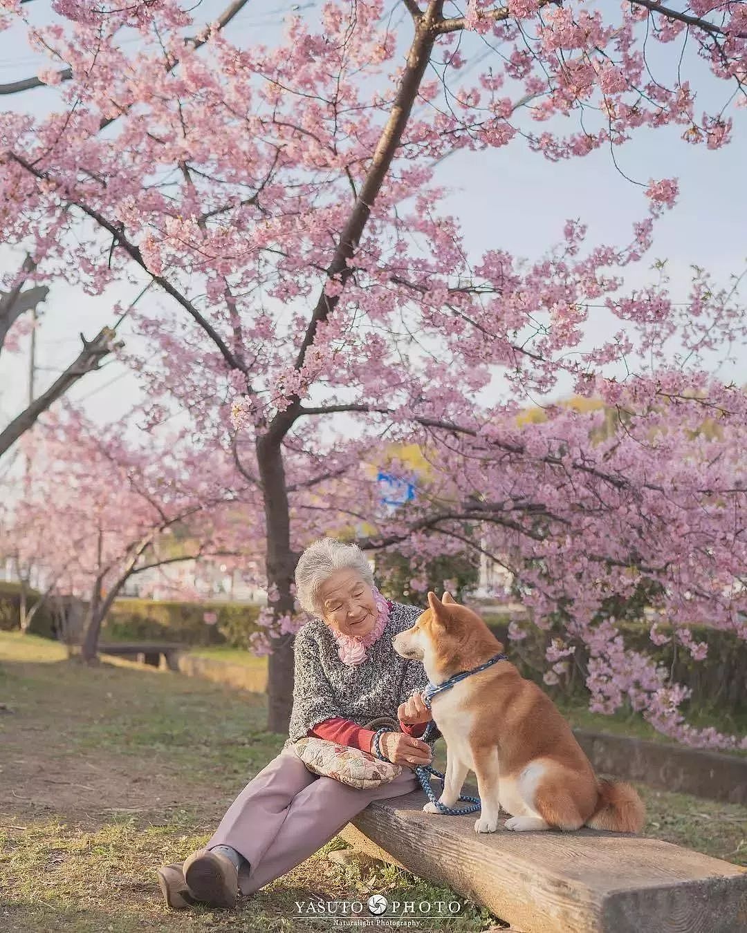 暖心！日本摄影师镜头下的奶奶和柴犬，这组照片治愈了无数网友…… - 7