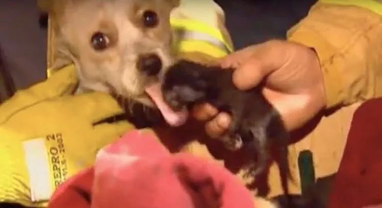 家中起火狗狗却不逃命，消防员把它抱起后看到的画面让人震惊… - 6