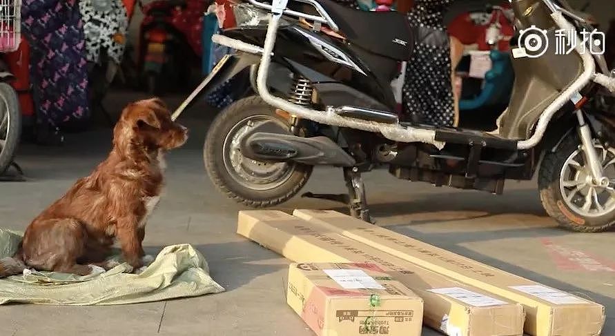 带着狗狗上门送快递，最近这位杭州的快递小哥有点火 - 1