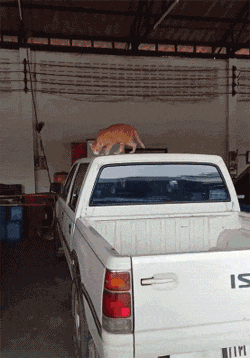 男子拿手机拍摄橘猫，被发现后，它从车上跳下来开始猛追，哈哈... - 2