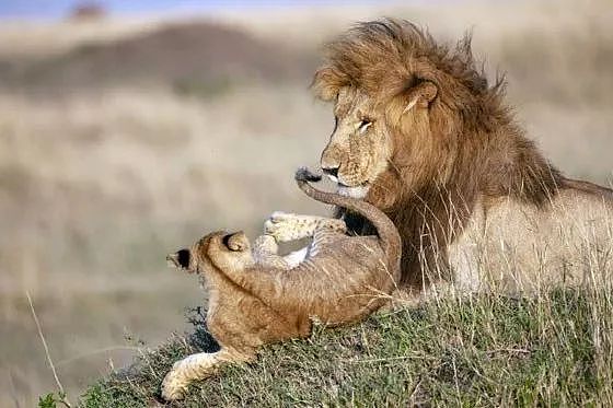 摄影师抓拍到一对狮子父子的可爱互动，神还原《狮子王》画面！ - 3