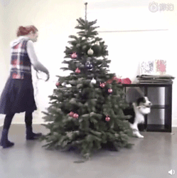 当你还在想怎样安心过圣诞的时候，人家的狗已经在装饰圣诞树了！ - 3