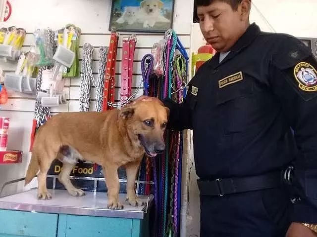 流浪狗被警察蜀黍领养后，有了一份新工作：扮演嫌疑犯... - 2