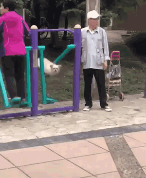 会玩健身器材的狗，一看就是爷爷奶奶带大的！ - 6