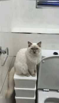 这只猫因为上厕所的那点事，被点了2万多赞！ - 13