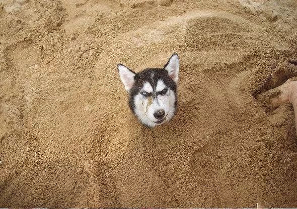 主人把狗狗骗去海滩，然后一言不合就埋了…… - 7