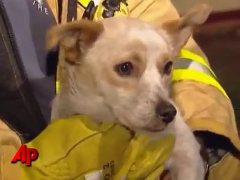 消防员从火灾中救出一只狗，却被狗狗的行为震惊了！ - 2