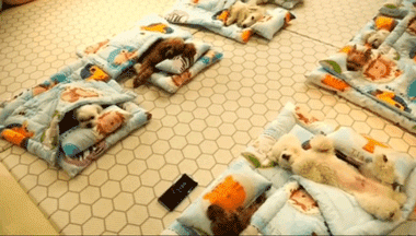 韩国狗狗幼儿园课程表曝光，原来它们上学不止打闹和睡觉！ - 1